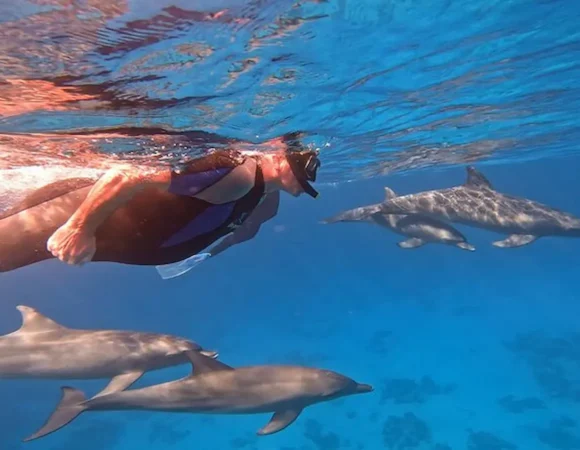 Dolphin House Hurghada