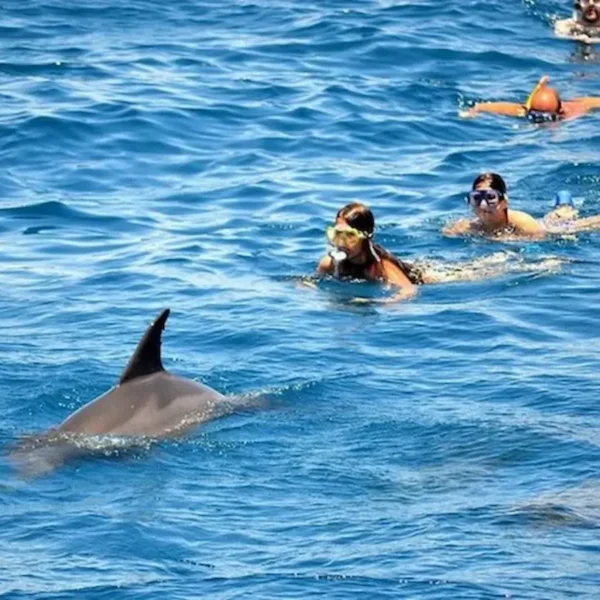 Dolphin House Hurghada: Swim with Wild Dolphins & Snorkeling Boat Trip