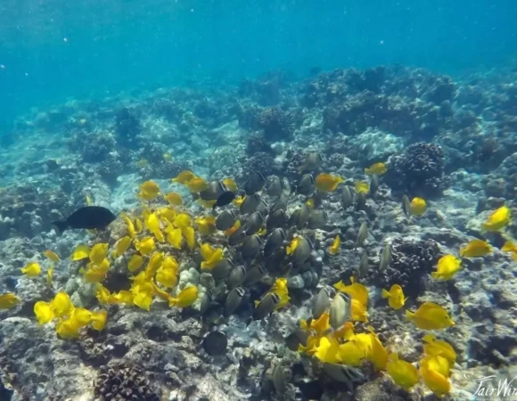 Sea Scope Hurghada