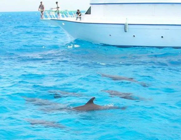 Sataya Reef Dolphin House 4