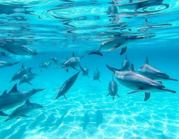 Sataya Reef Marsa Alam 2