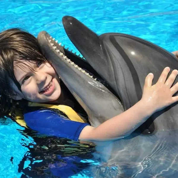Dolphin Show Hurghada: Interactive Marine Performance & Hotel Transfers