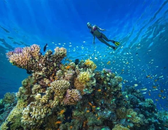 Ras Mohammed Sharm el Sheikh 5